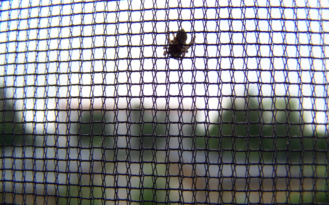 So ziehen in der ersten eigenen Wohnung keine Insekten mit ein